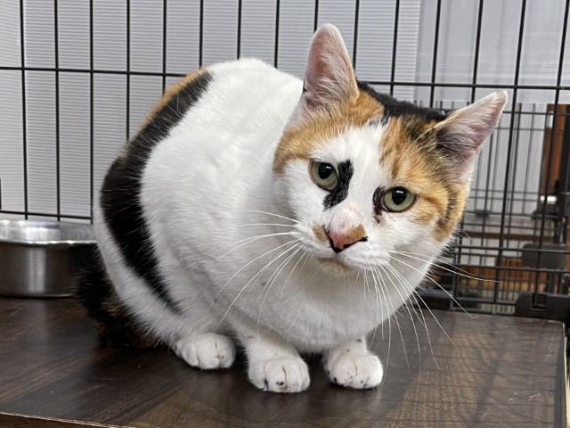 登録番号7-82号の2Aの写真