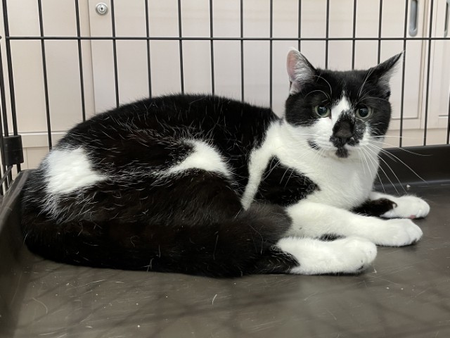 登録番号7-82号の2Bの写真