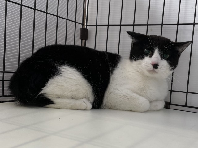 登録番号7-82号の1Bの写真