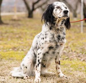 譲渡対象の犬です。3