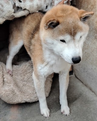 登録番号7-77号の写真