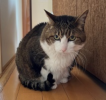 登録番号1号の猫の写真