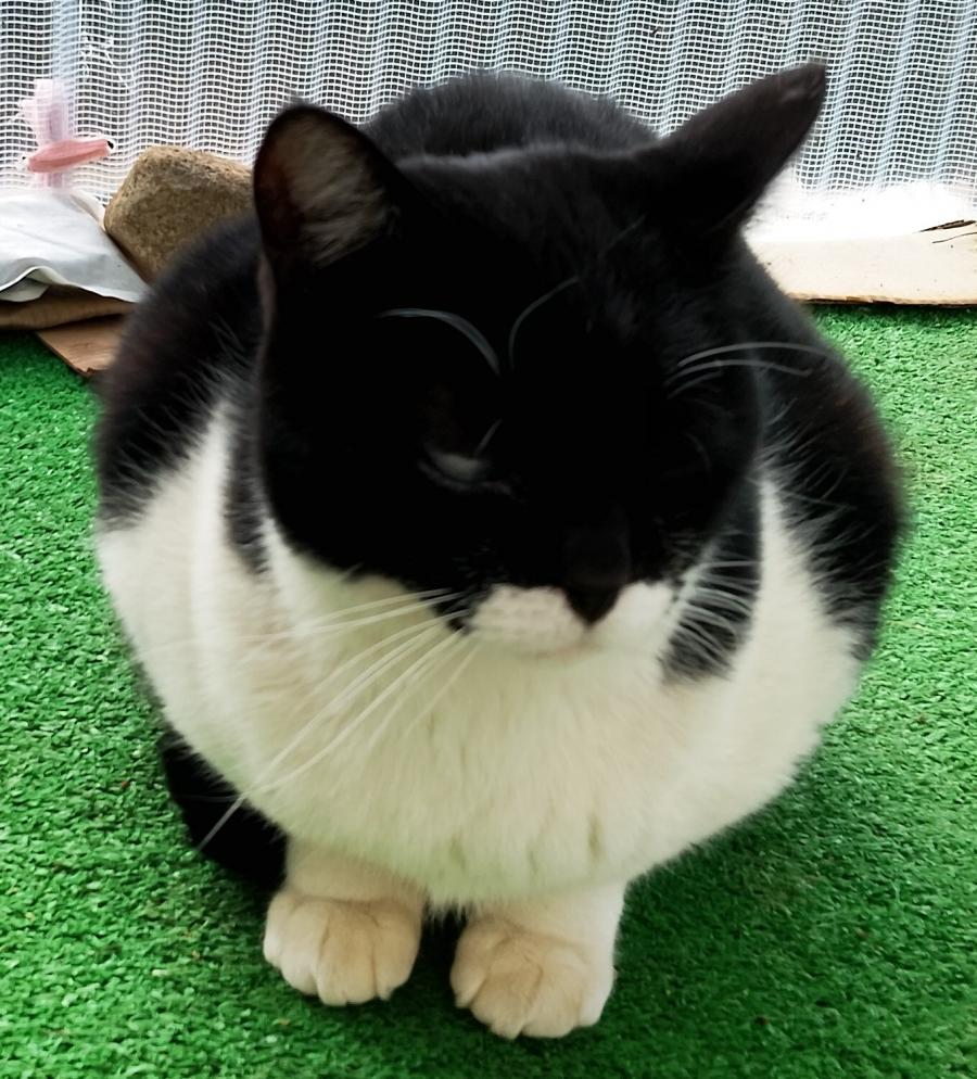 登録番号8-2号の猫の写真