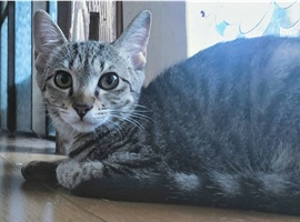 登録番号27号猫の写真