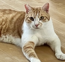 28号Aの写真