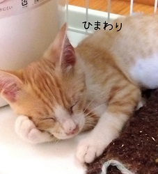 48号Aの写真