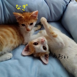 48号BCの写真