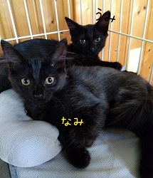 48号DEの写真