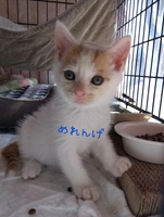 54号Aの写真