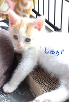 54号Bの写真