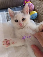 54号Cの写真