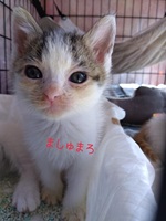 54号Dの写真