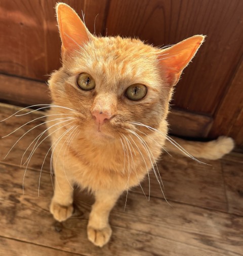 登録番号7-76号の写真