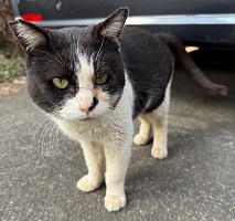 登録番号92号の猫の写真