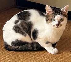 9号の写真