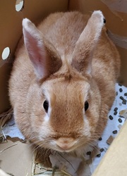 うさぎの写真
