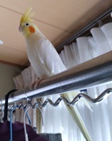 オカメインコ写真