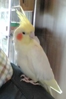 オカメインコ写真B