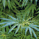 大麻草