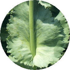ソムニフェルム種　葉と茎の特徴