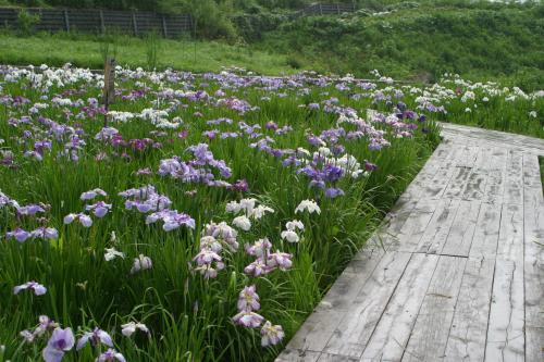 白髯の杜（ハナショウブ）