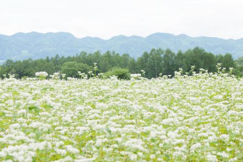 そばの花の近景写真