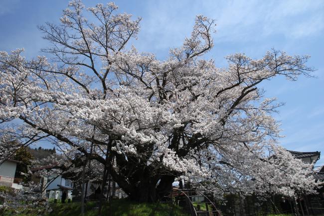 神代桜1