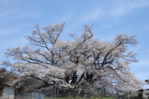 神代桜2