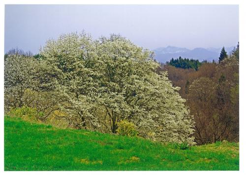 大コブシが咲く里山の眺め