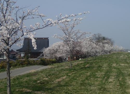 桜づつみと西厳寺