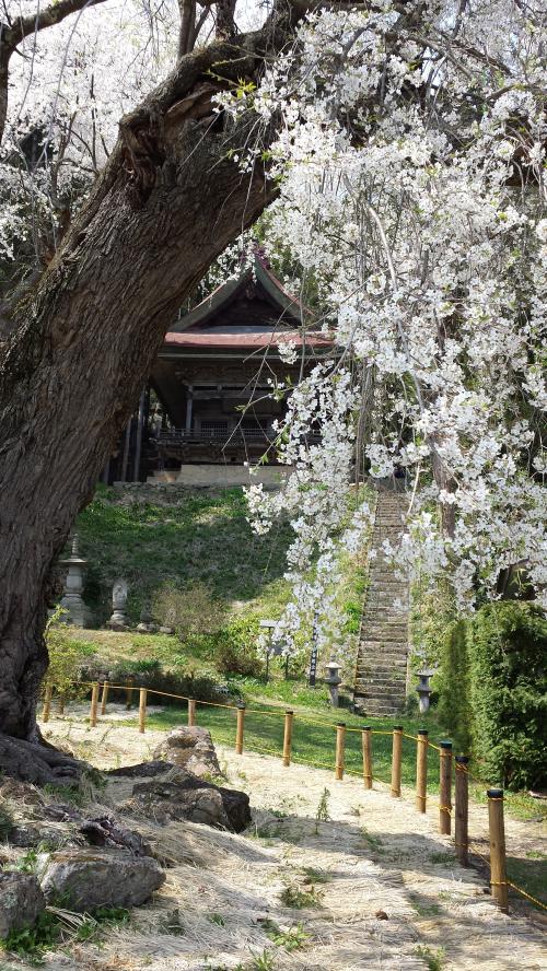 信玄駒つなぎの桜と山千寺観音堂