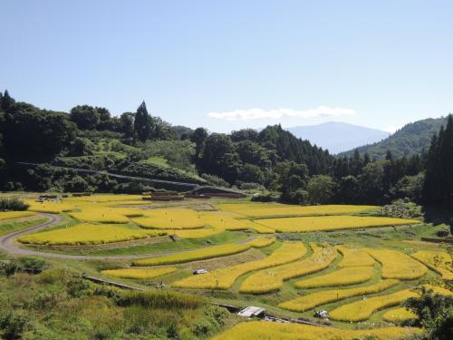 浅川の秋の棚田