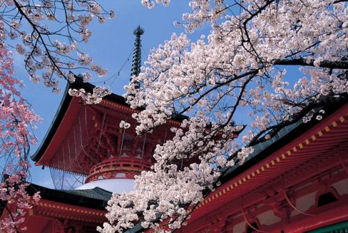 善光寺雲上殿の桜