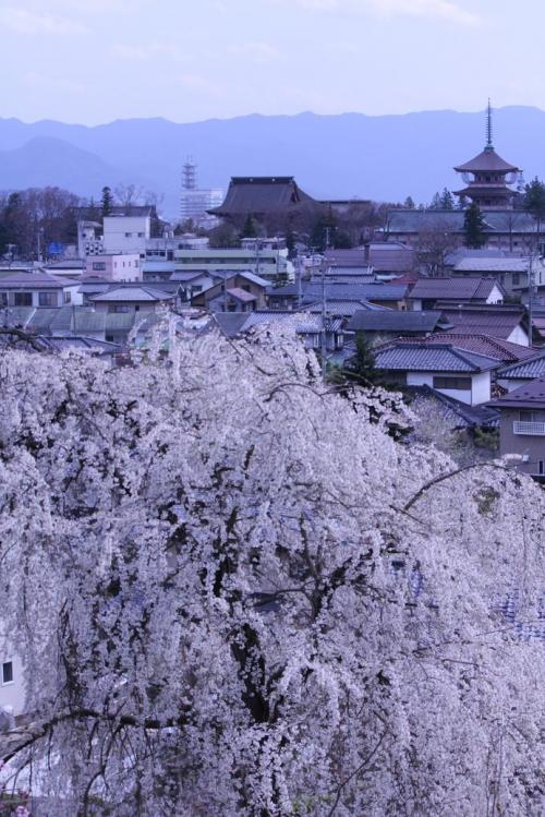 一本桜から望む善光寺