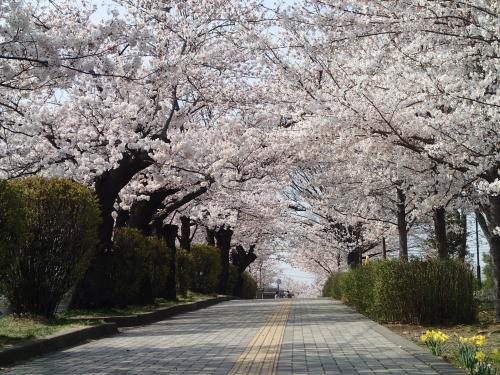 城山公園の桜