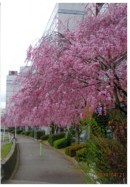 裾花川堤防のしだれ桜