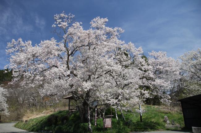 巡礼桜1