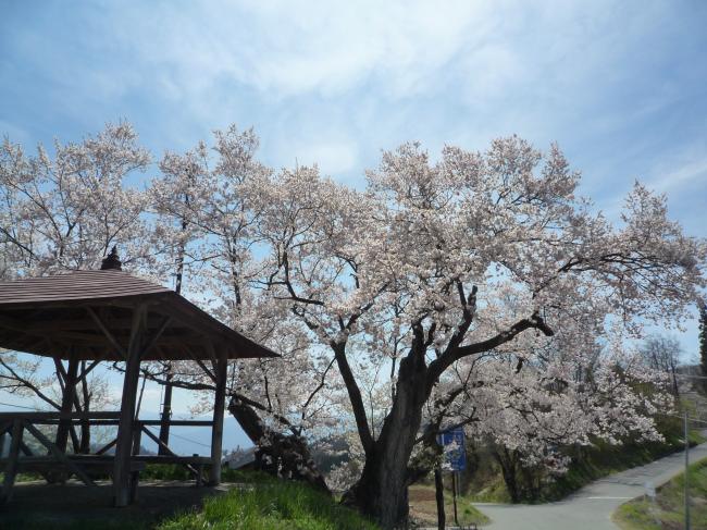 巡礼桜2