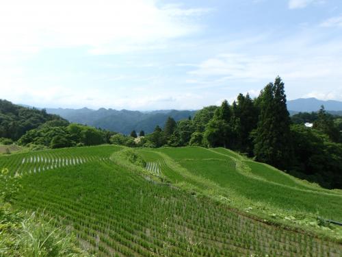 初夏の風景