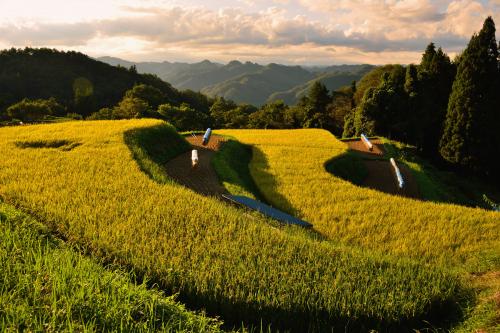 信州新町の棚田