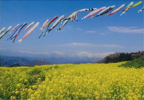 アルプス展望広場の菜の花畑と北アルプス