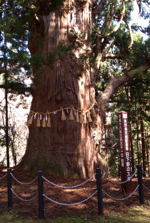 山あいの神社にある日下野のスギ