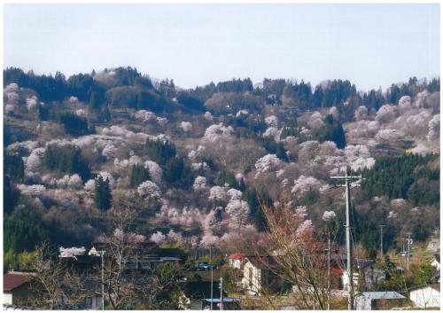 山桜が咲き乱れる里山