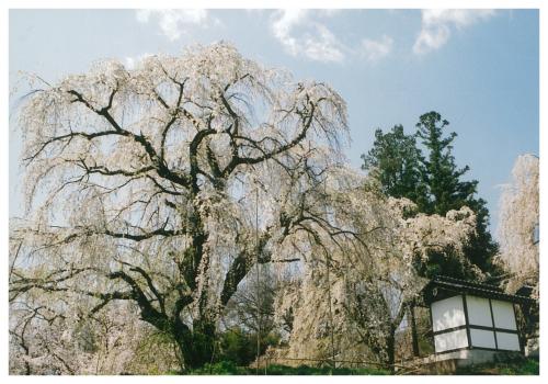 光林寺の桜