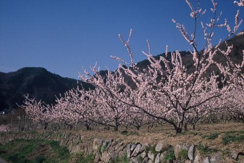 松代町東条のあんず畑