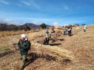 戸隠地区の茅葺に使用する茅刈りの写真