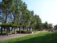 三重公園ポプラ並木