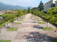 昭和の森公園通路写真