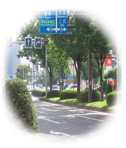 長野大通りの街路樹写真