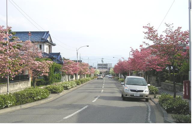 若槻団地内市道の街路樹写真